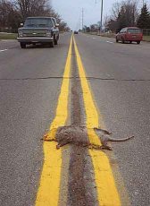 Roadkill