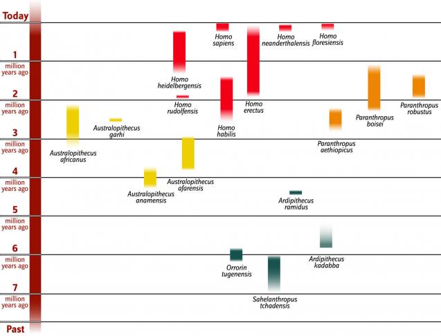 Bar chart showing human species time durations