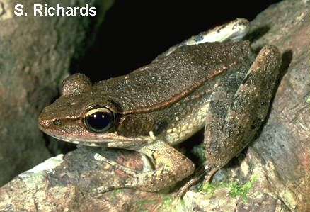 Australian bullfrog