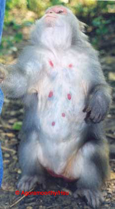 Supernumerary nipples (polythelia) in Formosan macaques