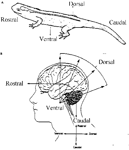 Biological Orientations